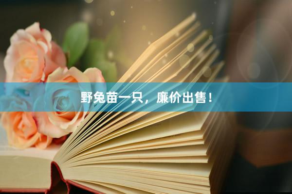 野兔苗一只，廉价出售！